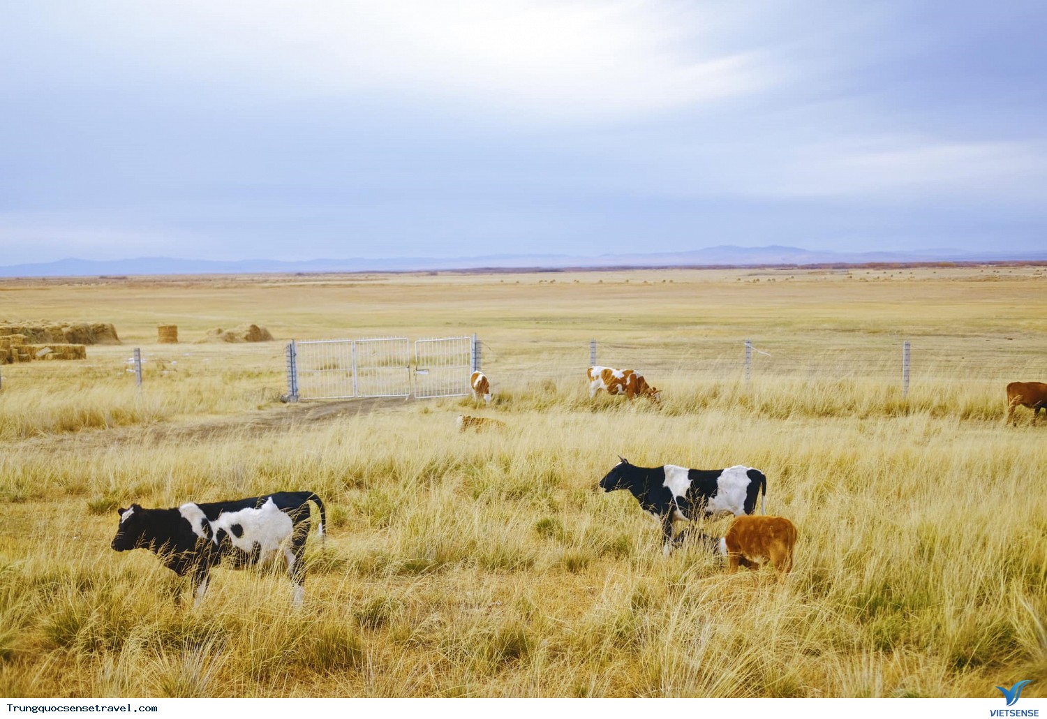 Tấm thảm vàng của cỏ úa nơi thảo nguyên Hô Luân Bối Nhĩ - Ảnh 3 Tấm thảm vàng của cỏ úa nơi thảo nguyên Hô Luân Bối Nhĩ - Ảnh 3