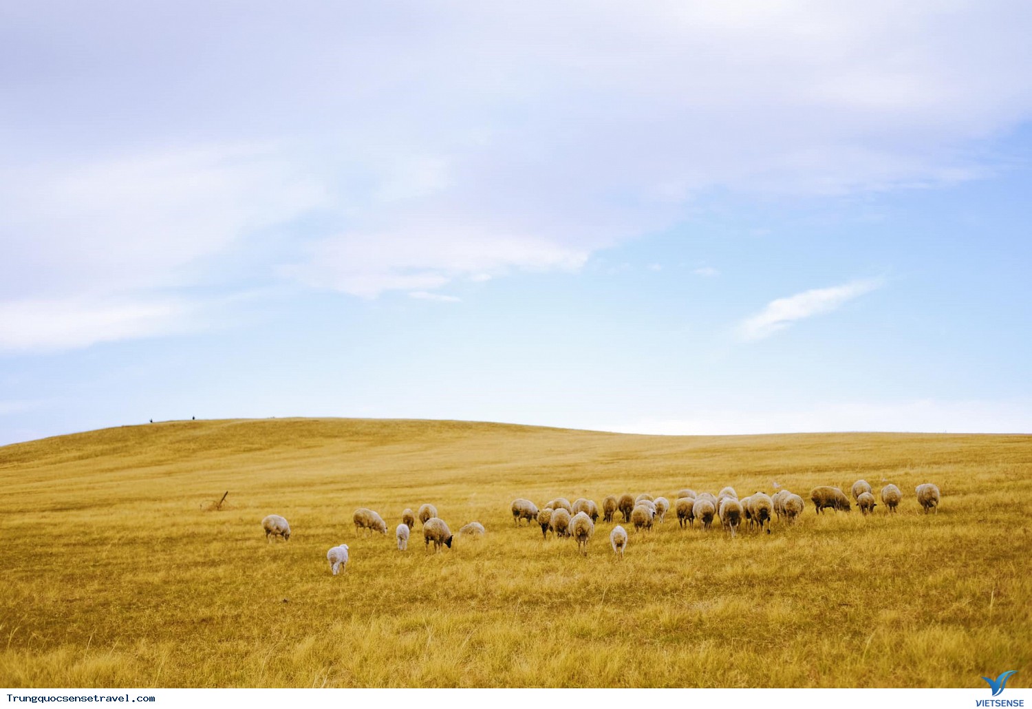 Bình nguyên vàng hút mắt, miền đất để yêu thương - Ảnh 1 Bình nguyên vàng hút mắt, miền đất để yêu thương - Ảnh 1
