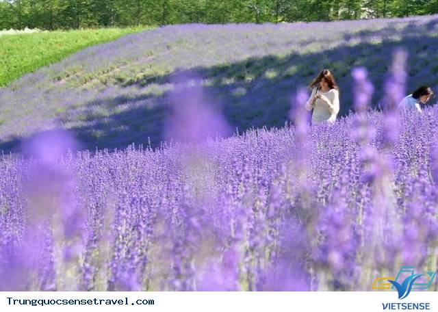 Cánh Đồng Hoa Oải Hương Cánh Đồng Hoa Oải Hương