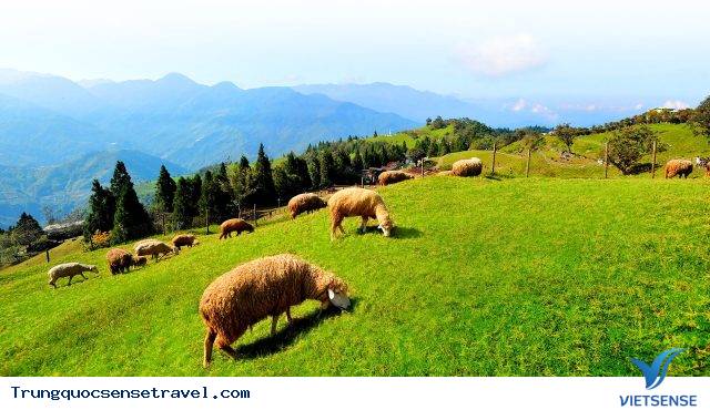 Cingjing Farm Cingjing Farm