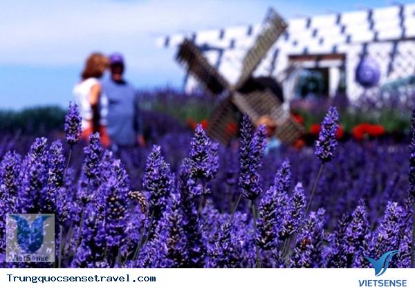 Thung lũng Dungeness Sequim Thung lũng Dungeness Sequim