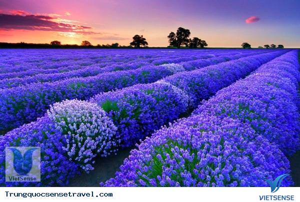 Thung lũng Y Lê, Tân Cương Thung lũng Y Lê, Tân Cương