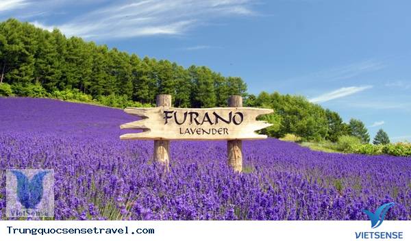 Thung lũng hoa Furano - Hokkaido Thung lũng hoa Furano - Hokkaido