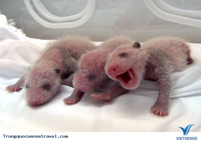 Khám phá Gấu Trúc ở Trung Quốc - Ảnh 4 Khám phá Gấu Trúc ở Trung Quốc - Ảnh 4