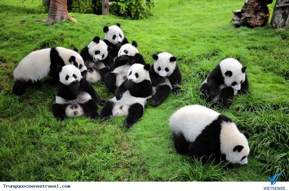 Khám phá Gấu Trúc ở Trung Quốc - Ảnh 2 Khám phá Gấu Trúc ở Trung Quốc - Ảnh 2