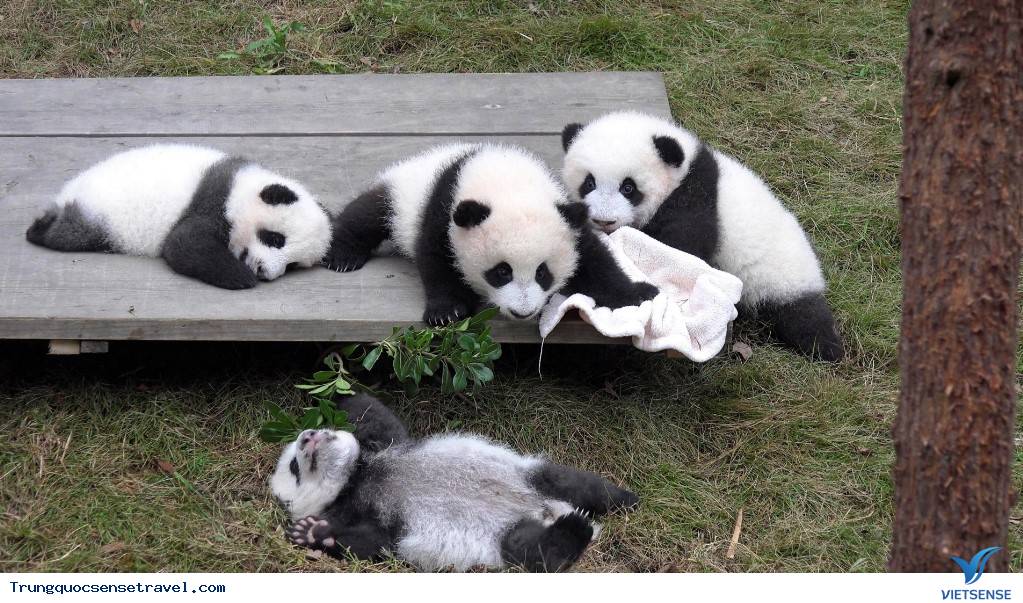 Khám phá Gấu Trúc ở Trung Quốc - Ảnh 3 Khám phá Gấu Trúc ở Trung Quốc - Ảnh 3