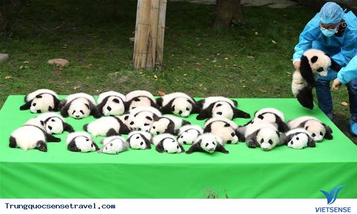 Khám phá Gấu Trúc ở Trung Quốc - Ảnh 5 Khám phá Gấu Trúc ở Trung Quốc - Ảnh 5