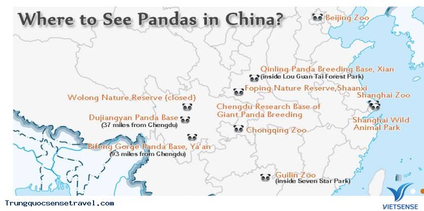 Khám phá Gấu Trúc ở Trung Quốc - Ảnh 1 Khám phá Gấu Trúc ở Trung Quốc - Ảnh 1