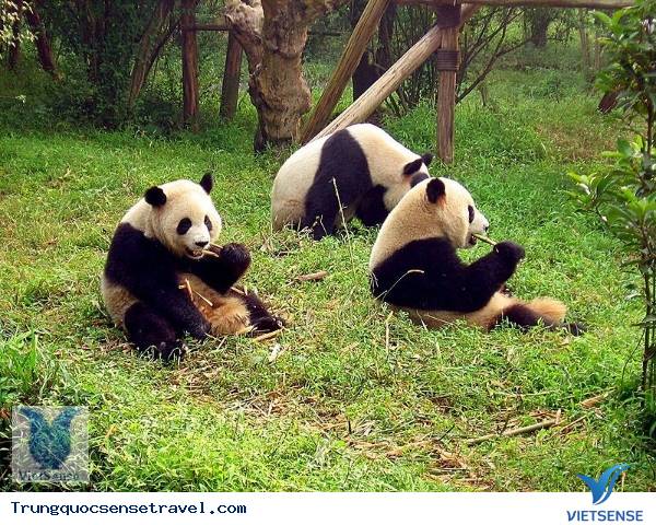 Khu bảo tồn Gấu Trúc Lớn tại Tứ Xuyên Khu bảo tồn Gấu Trúc Lớn tại Tứ Xuyên