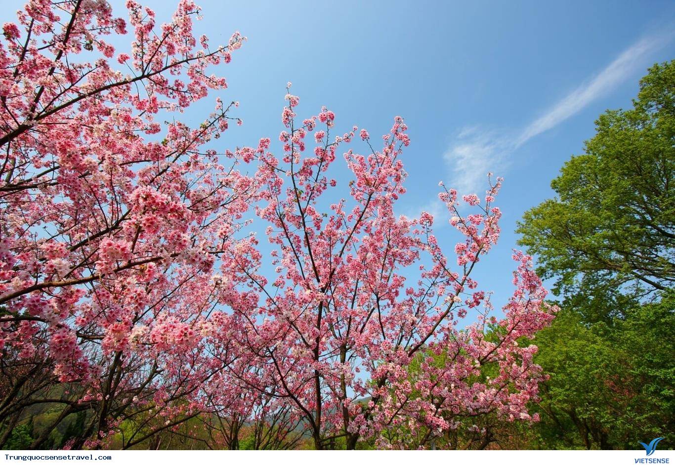 Mùa Xuân ở Đài Loan Mùa Xuân ở Đài Loan