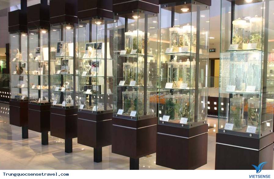 Những bảo tàng y học cổ truyền phổ biến ở Trung Quốc - Ảnh 2 Những bảo tàng y học cổ truyền phổ biến ở Trung Quốc - Ảnh 2