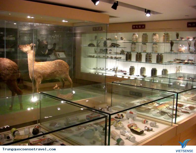 Những bảo tàng y học cổ truyền phổ biến ở Trung Quốc - Ảnh 4 Những bảo tàng y học cổ truyền phổ biến ở Trung Quốc - Ảnh 4