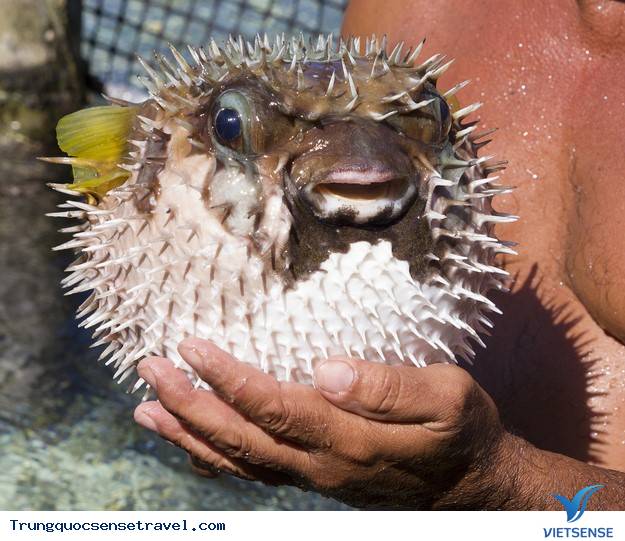 Khi lặn biển, không bắt và đem bất kỳ sinh vật biển nào về Khi lặn biển, không bắt và đem bất kỳ sinh vật biển nào về