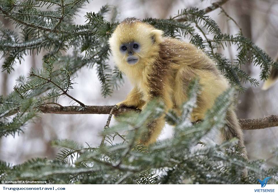 Tới Hồ Bắc đừng quên Thần Nông Giá - Ảnh 2 Tới Hồ Bắc đừng quên Thần Nông Giá - Ảnh 2