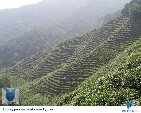 trà long tỉnh - du lịch trung quốc