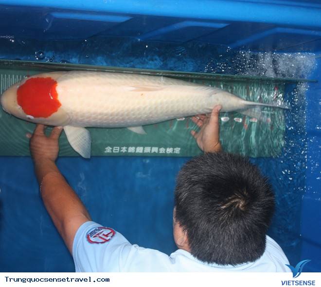 Trộm cá gần 200 triệu đem nấu lẩu ở thành phố Phật Sơn, tỉnh Quảng Đông Trung Quốc - Ảnh 2