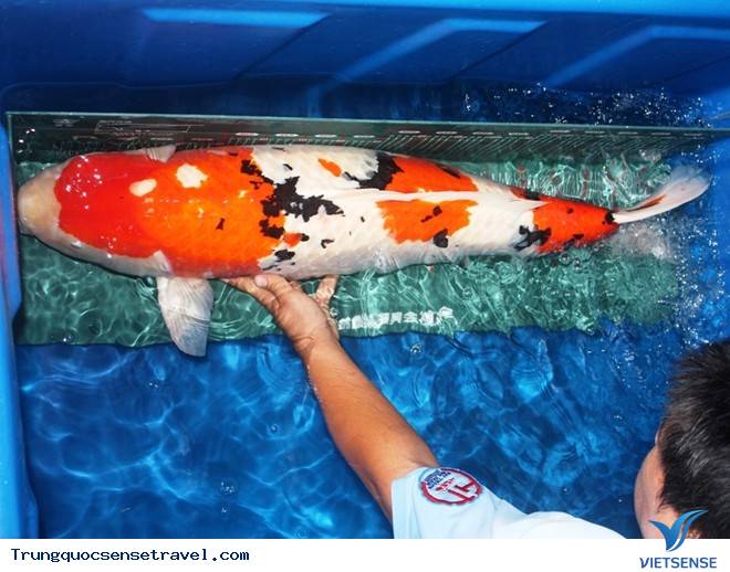 Trộm cá gần 200 triệu đem nấu lẩu ở thành phố Phật Sơn, tỉnh Quảng Đông Trung Quốc - Ảnh 1